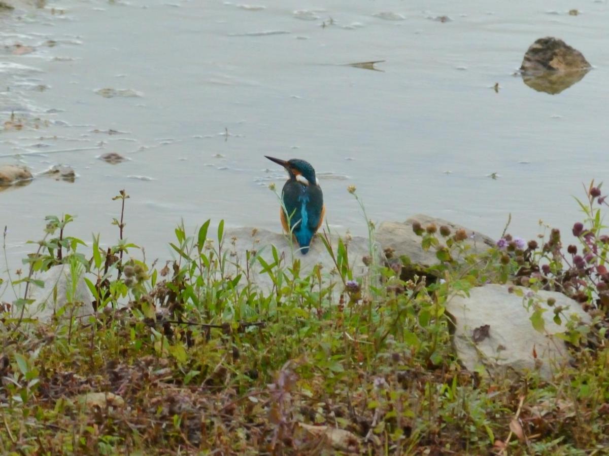 La Ravine Au Bord Du Loing Villa Montigny-sur-Loing ภายนอก รูปภาพ